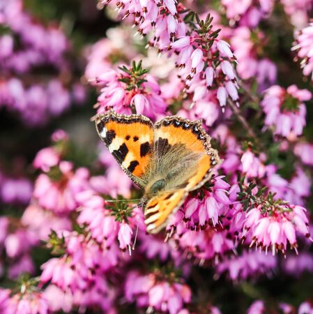 Pink Erica Carnea flowers (Winter Hit) and a butterfly in a spring garden.の写真素材
