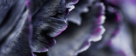 Retro art, vintage card and botanical concept - Abstract floral background, black carnation flower. Macro flowers backdrop for holiday brand designの写真素材