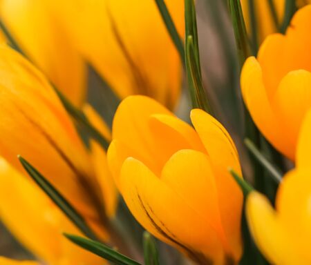 Abstract floral background, yellow crocus flowers. Macro flowers backdrop for holiday brand design
