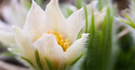 Opening of beautiful white silky flowers (pulsatilla alpina) in the spring gardenの写真素材