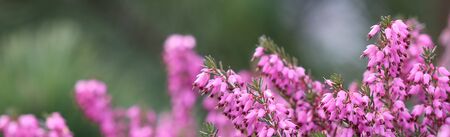 Pink Erica carnea flowers (winter Heath) in the garden in early spring. Floral background, botanical...
