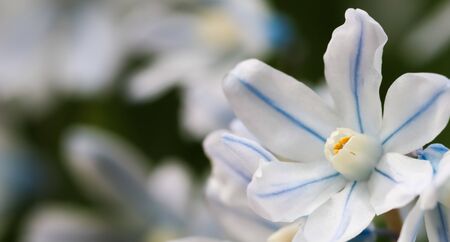 Blooming of beautiful white flowers (Puschkinia scilloides) in the spring gardenの写真素材