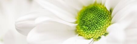 Soft focus, retro art, vintage card and botanical concept - Abstract floral background, white chrysanthemum flower petals. Macro flowers backdrop for holiday brand designの写真素材