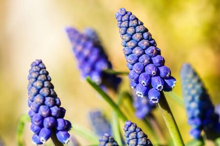 Blue buds flowers Muscari armeniacum or Grape Hyacinth. Viper bowの写真素材