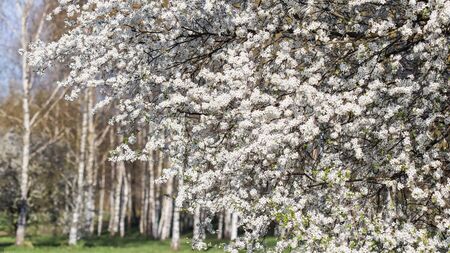 Cherry blossom on a background of birch forest in spring. Beautiful white flowersの写真素材