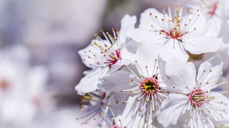 Cherry blossoms in spring. Beautiful white flowersの写真素材