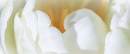 Abstract floral background, white tulip flower. Macro flowers backdrop for holiday brand design. Botanical conceptの写真素材