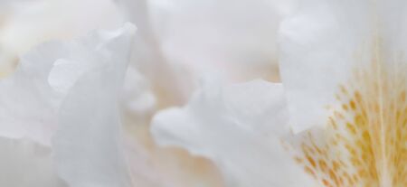 Botanical concept - Soft focus, abstract floral background, white Rhododendron flower petals. Macro...