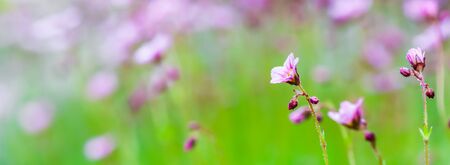 Delicate white pink flowers of Saxifrage moss in spring garden. Floral backgroundの写真素材