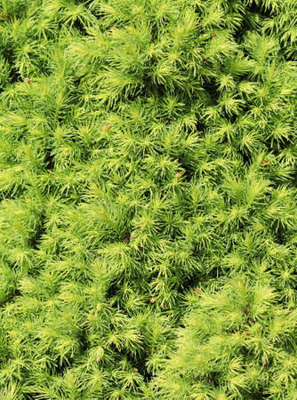 Canadian spruce Picea glauca Conica. White spruce. Decorative coniferous evergreen tree in springの写真素材