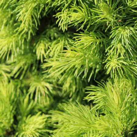 Canadian spruce Picea glauca Conica. White spruce. Decorative coniferous evergreen tree in springの写真素材