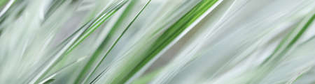 Decorative green and white striped grass.  Arrhenatherum elatius bulbosum variegatum. Soft focus. Natural background.の写真素材