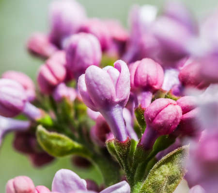 Blooming branch of purple terry Lilac in the spring gardenの写真素材