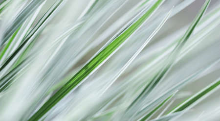 Decorative green and white striped grass.  Arrhenatherum elatius bulbosum variegatum. Soft focus. Natural background.の写真素材
