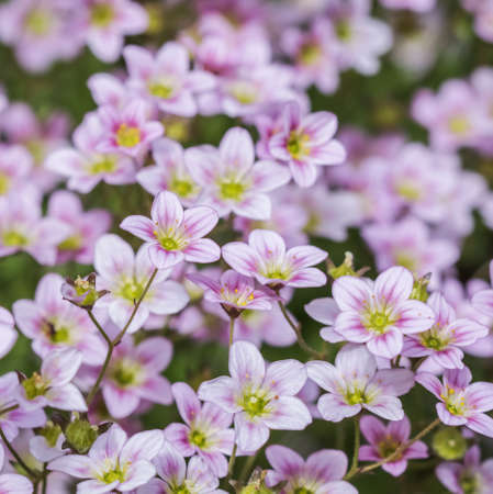 Delicate white pink flowers of Saxifrage moss in spring garden. Floral backgroundの写真素材