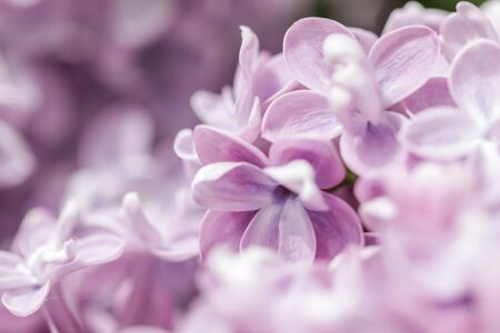 Blooming branch of purple terry Lilac in the spring garden