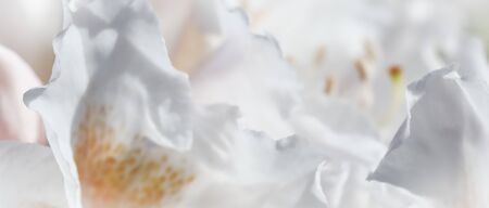 Botanical concept - Soft focus, abstract floral background, white Rhododendron flower petals. Macro flowers backdrop for holiday brand designの写真素材