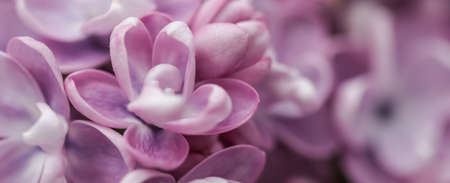 Blooming branch of purple terry Lilac in the spring gardenの写真素材