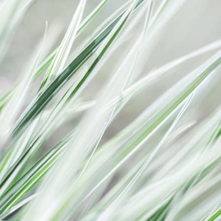 Decorative green and white striped grass.  Arrhenatherum elatius bulbosum variegatum. Soft focus. Natural background.の写真素材