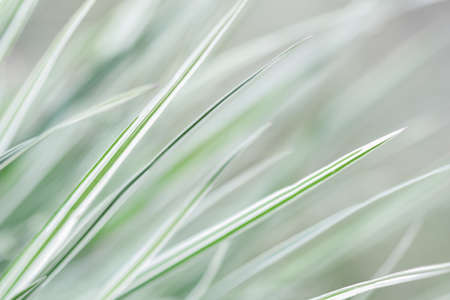 Decorative green and white striped grass.  Arrhenatherum elatius bulbosum variegatum. Soft focus. Natural background.の写真素材