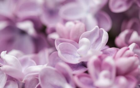 Blooming branch of purple terry Lilac in the spring gardenの写真素材