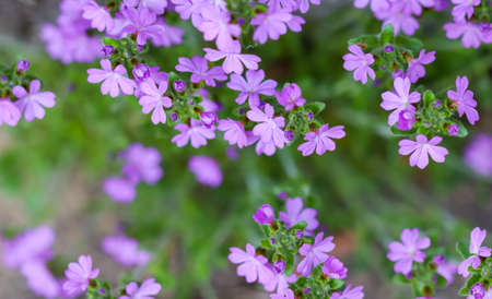 Small purple Erinus alpinus flowers near stone wall. Floral background.の写真素材