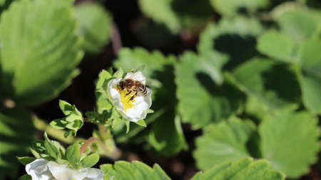 Blooming strawberry with bee on an organic farm. Gardening conceptの写真素材