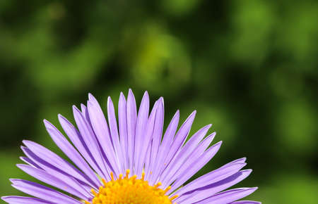 Alpine aster (Aster alpinus). Beautiful purple flowers with an orange center in the garden