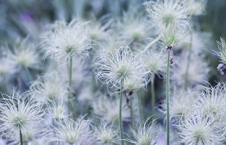 Alpine anemone (Pulsatilla alpina apiifolia) fruits in the garden. Floral backgroundの写真素材