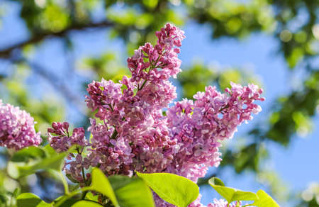 Flowering branch of lilac on a background of blue sky in spring gardenの写真素材