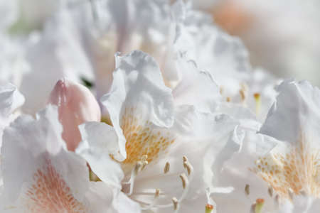 Botanical concept - Soft focus, abstract floral background, white Rhododendron flower petals. Macro flowers backdrop for holiday brand designの写真素材