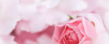 Beautiful pink rose with water drops. Can be used as background. Soft focus. Romantic styleの写真素材