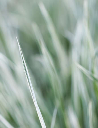 Decorative green and white striped grass. Arrhenatherum elatius bulbosum variegatum. Soft focus. Natural background.の写真素材