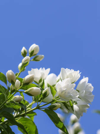 White terry jasmine flowers in the garden against blue sky. Floral backgroundの写真素材