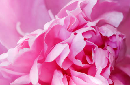 Botanical concept, invitation card - Soft focus, abstract floral background, pink peony flower petals. Macro flowers backdrop for holiday brand designの写真素材