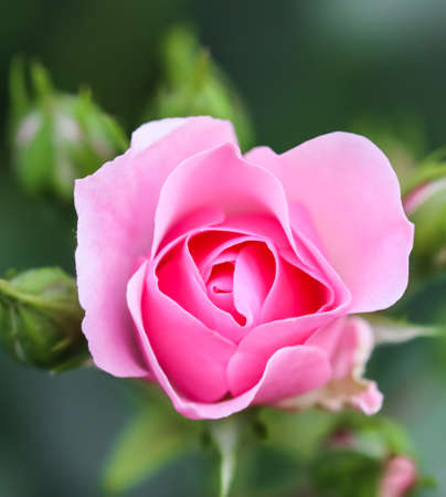 Soft pink rose Bonica with buds in the garden. Perfect for background of greeting cards for birthday, Valentine's Day and Mother's Dayの写真素材