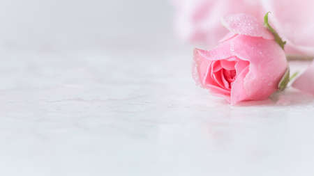Beautiful pink rose with water drops on white marble. Can be used as a background. Romantic style