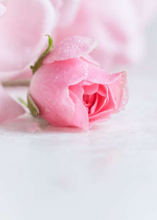 Beautiful pink rose with water drops on white marble. Can be used as a background. Romantic styleの写真素材