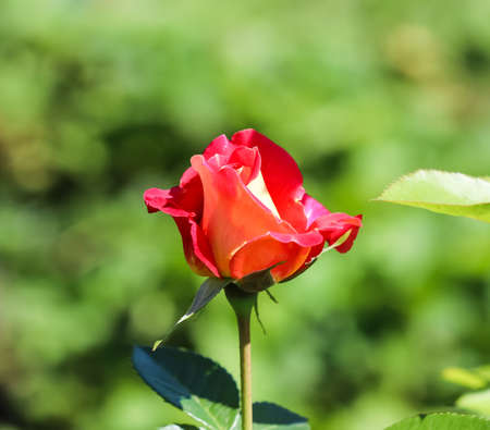 Beautiful red rose in the garden on a sunny day. Ideal for background greeting cardsの写真素材