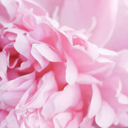 Botanical concept, invitation card - Soft focus, abstract floral background, pink peony flower petals. Macro flowers backdrop for holiday brand designの写真素材