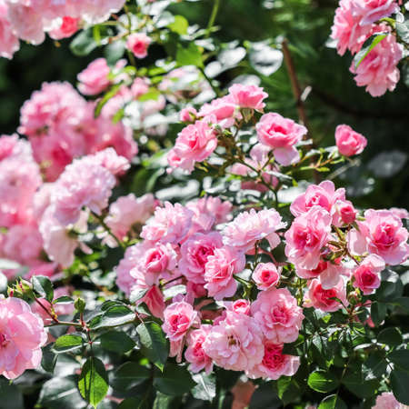 Beautiful pink roses Bonica in the garden. Perfect for background of greeting cards for birthday, Valentine's Day and Mother's Dayの写真素材