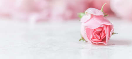 Beautiful pink rose with water drops on white marble. Can be used as a background. Romantic styleの写真素材