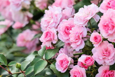 Beautiful pink roses Bonica in the garden. Perfect for background of greeting cards for birthday, Valentine's Day and Mother's Dayの写真素材