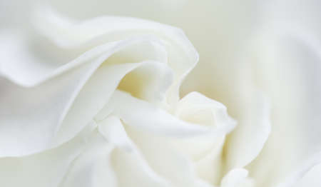 Botanical concept, wedding invitation card - Soft focus, abstract floral background, white rose flower. Macro flowers backdrop for holiday brand designの写真素材