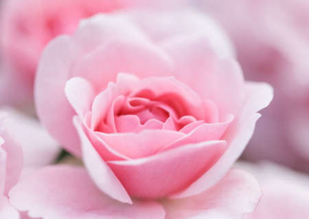 Botanical concept, wedding invitation card - Soft focus, abstract floral background, pink rose flower. Macro flowers backdrop for holiday brand designの写真素材