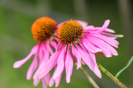 Echinacea purpurea (coneflower). Beautiful purple flowers with an orange center in the gardenの写真素材