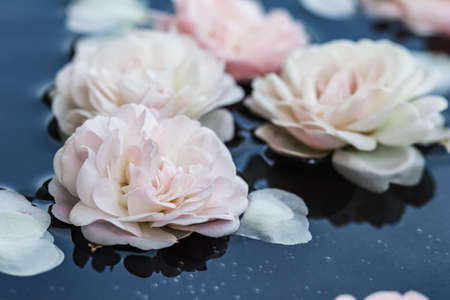 Pale pink rose flowers and white petals on blue water. For water festival or spaの写真素材