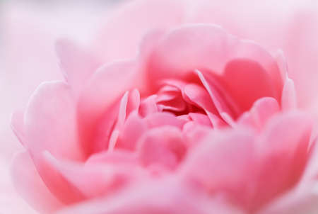 Botanical concept, wedding invitation card - Soft focus, abstract floral background, pink rose flower. Macro flowers backdrop for holiday brand designの写真素材