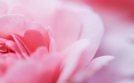 Botanical concept, wedding invitation card - Soft focus, abstract floral background, pink rose flower. Macro flowers backdrop for holiday brand designの写真素材