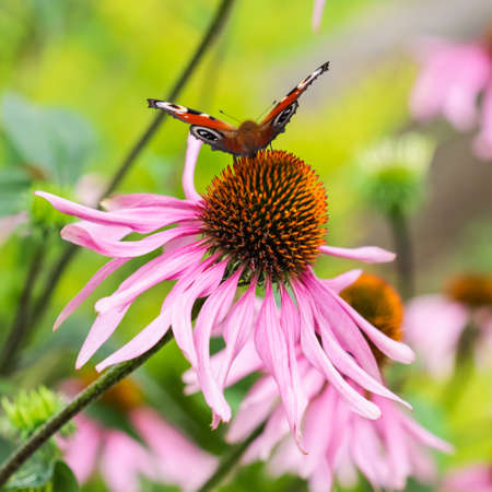 Beautiful colored European Peacock butterfly (Inachis io, Aglais io) on purple flower Echinacea in a sunny summer garden.の写真素材